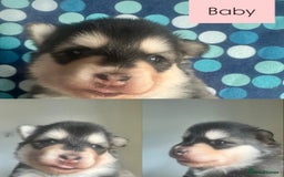 Pomsky dogs for sale: Beautiful husky marked Pomskies  - Image 25