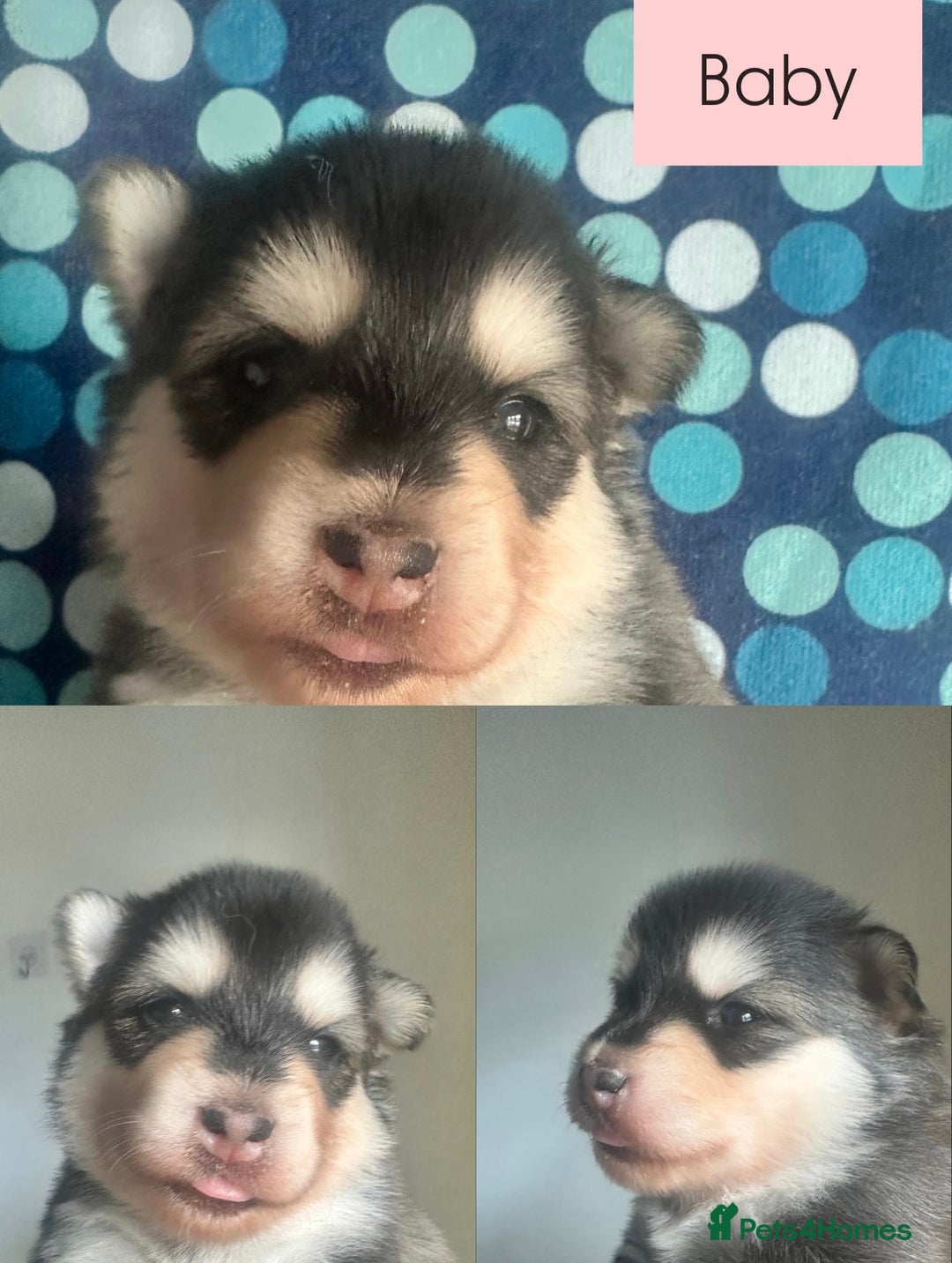 Pomsky dogs for sale: Beautiful husky marked Pomskies  - Image 25