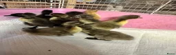 Ducks poultry for sale: Indian runner ducklings ducks crested  - Advert 11
