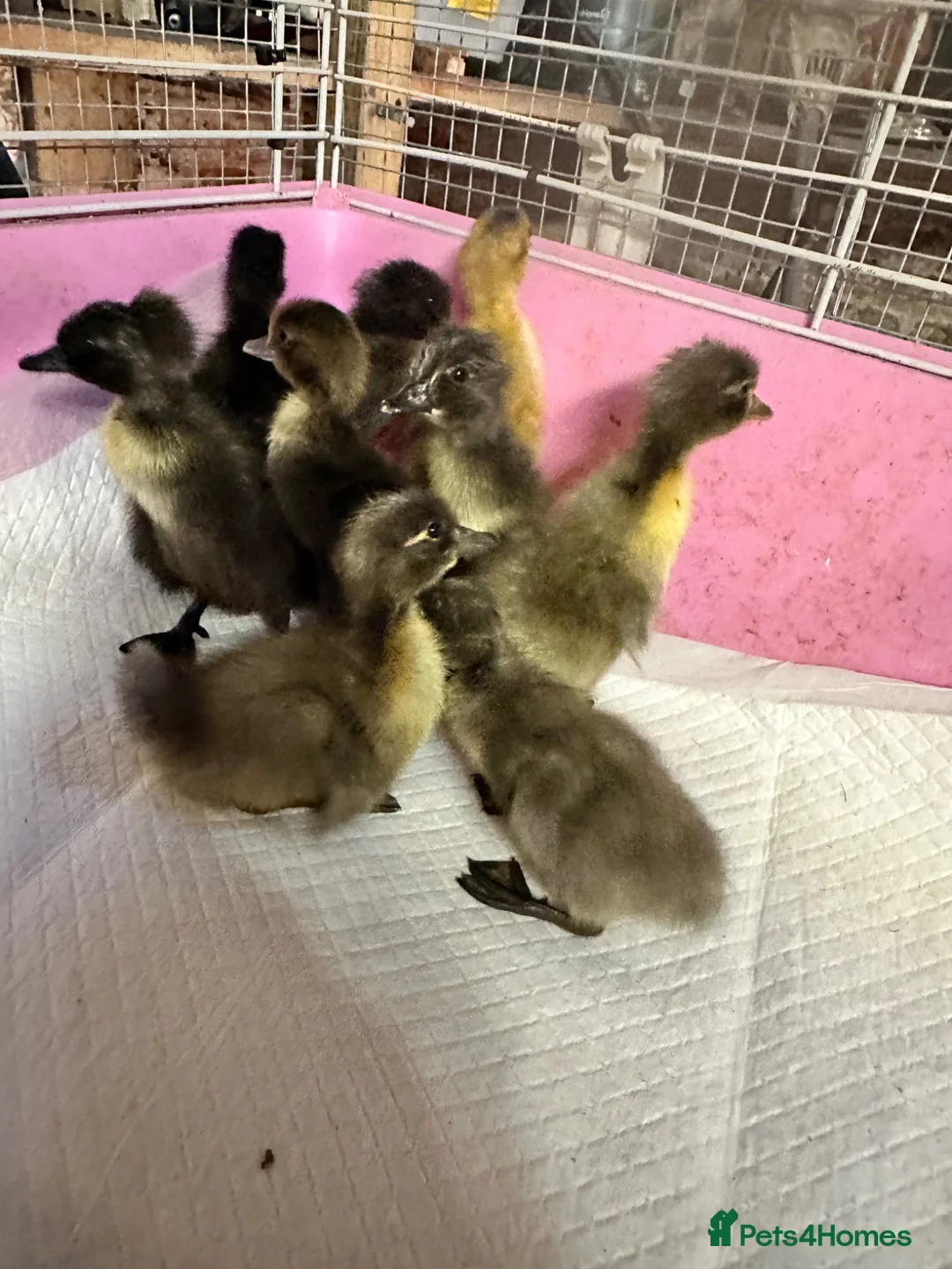 Ducks poultry for sale: Indian runner ducklings ducks crested  - Advert 11