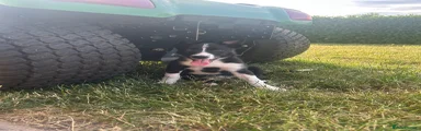 Border Collie 2