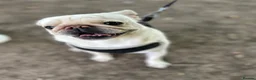 Pug dogs for sale: Pablo the Pug  - Advert 10
