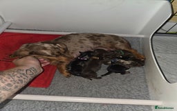 Miniature Dachshund dogs for sale: Miniature Dachshund puppies  - Image 4
