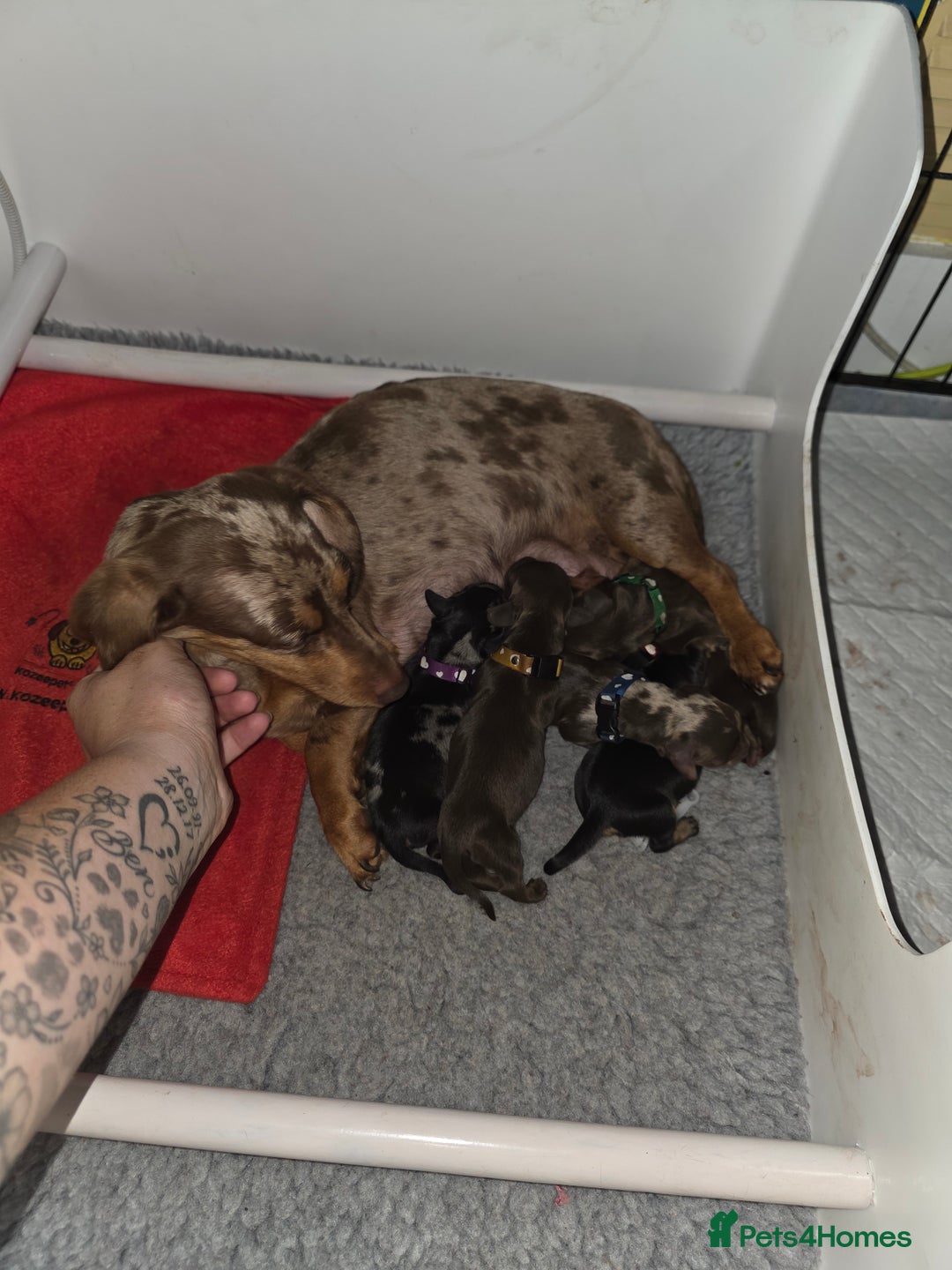 Miniature Dachshund dogs for sale: Miniature Dachshund puppies  - Image 4
