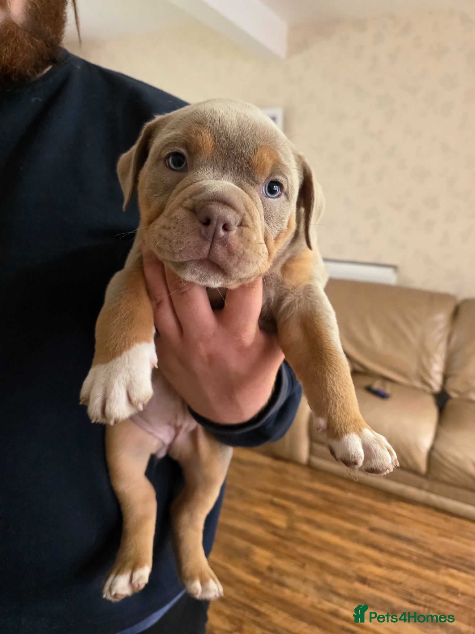 Olde English Bulldogge dogs Reduced ready now Fluffy carriers lilac tri  - Advert 2