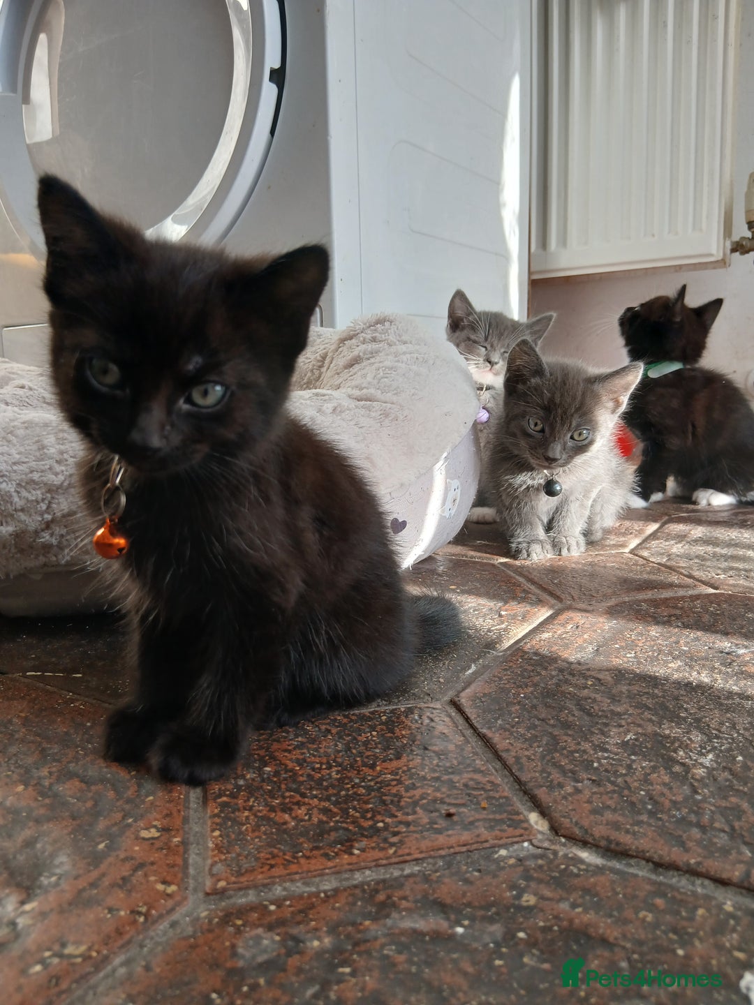 Mixed Breed cats for sale: 6 Kittens looking for new forever homes - Advert 23