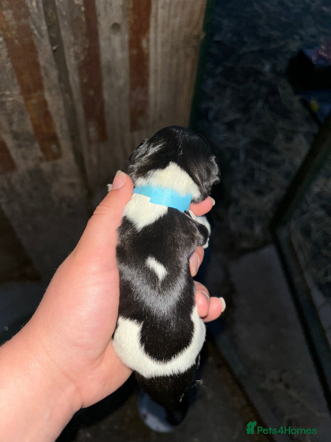 English Springer Spaniel dogs for sale: Gorgeous marked English Springer Spaniel pups  - Image 12