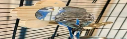 Budgerigars birds for sale: Blue & Coco – Beautiful Budgie Boys in London - Advert 10