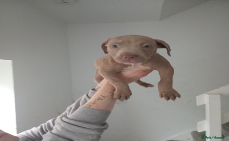 Mixed Breed dogs - Advert 4