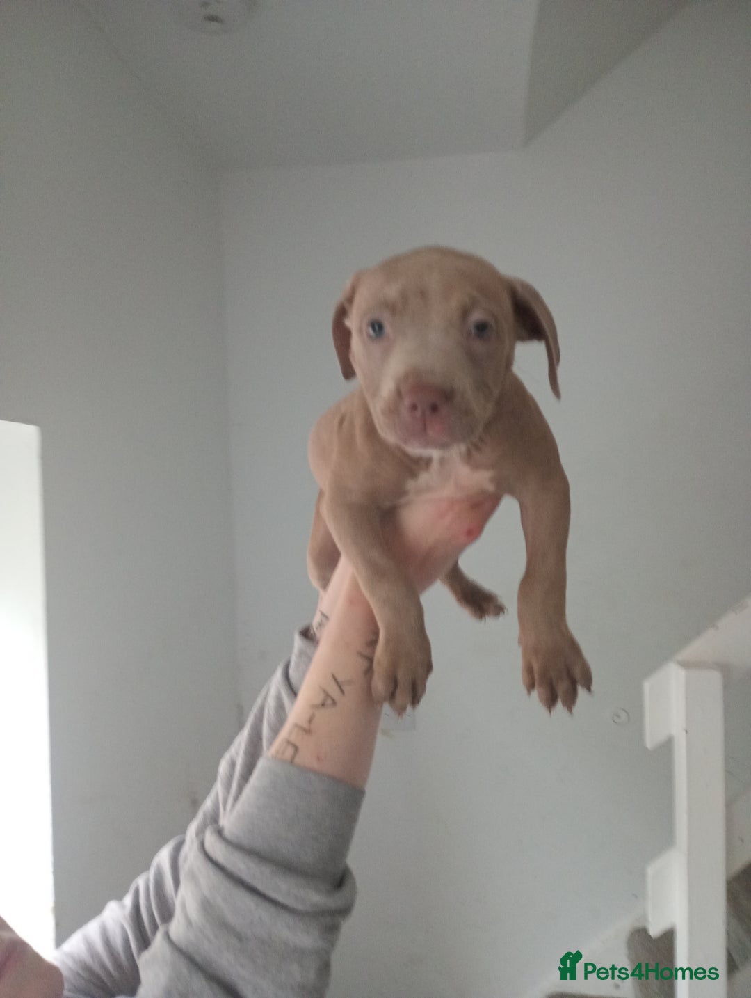 Mixed Breed dogs for sale: Cane corso x Irish Staffy Pups - Image 1