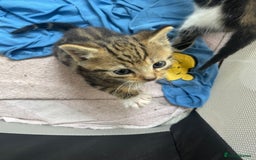 American Shorthair cats for sale: 2 Beautiful Tabby Kittens For sale - Image 4