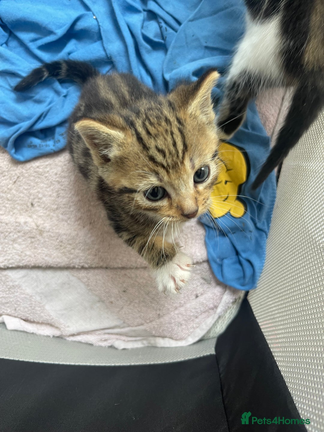 American Shorthair cats for sale: 2 Beautiful Tabby Kittens For sale - Image 4