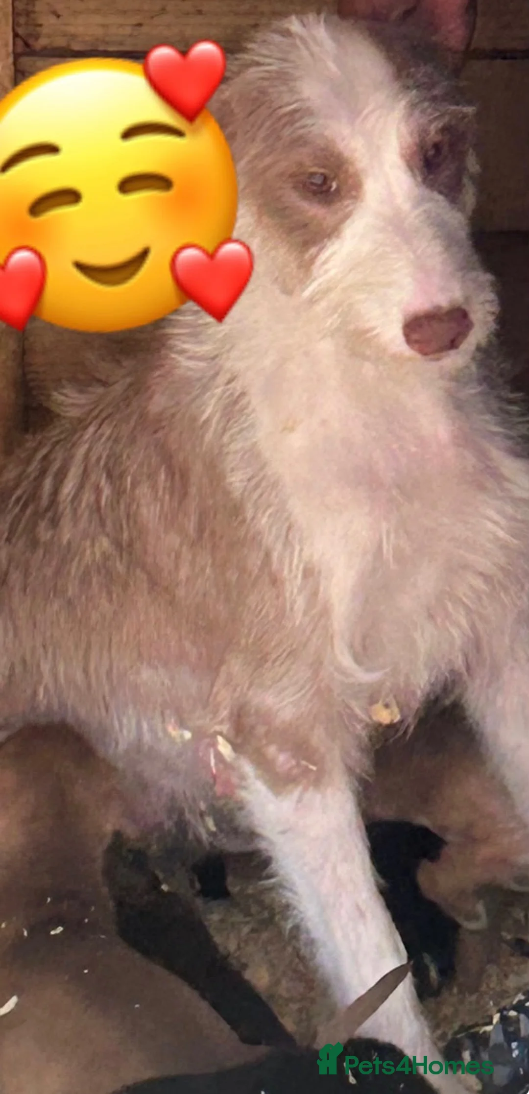 Mixed Breed dogs for sale: Beautiful bedlington whippet puppies in Basildon - Advert 5
