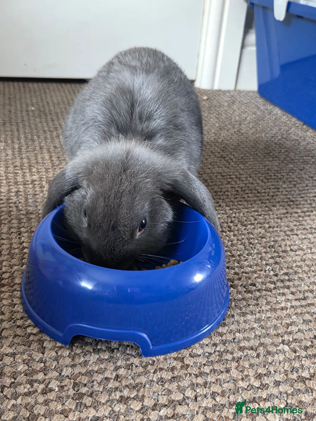 Mini Lop rabbits for sale: Comes with whole set up in Mansfield - Advert 5