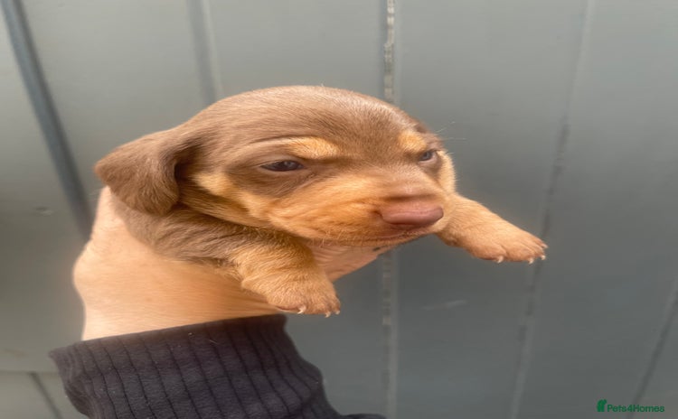Dachshund dogs - Advert 7