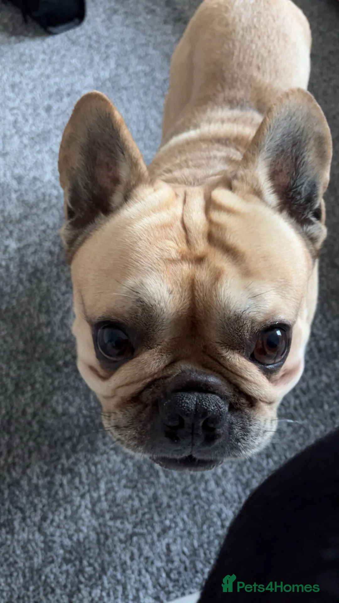 French Bulldog dogs for sale: Male Frenchbull dog  in Bradford - Advert 3
