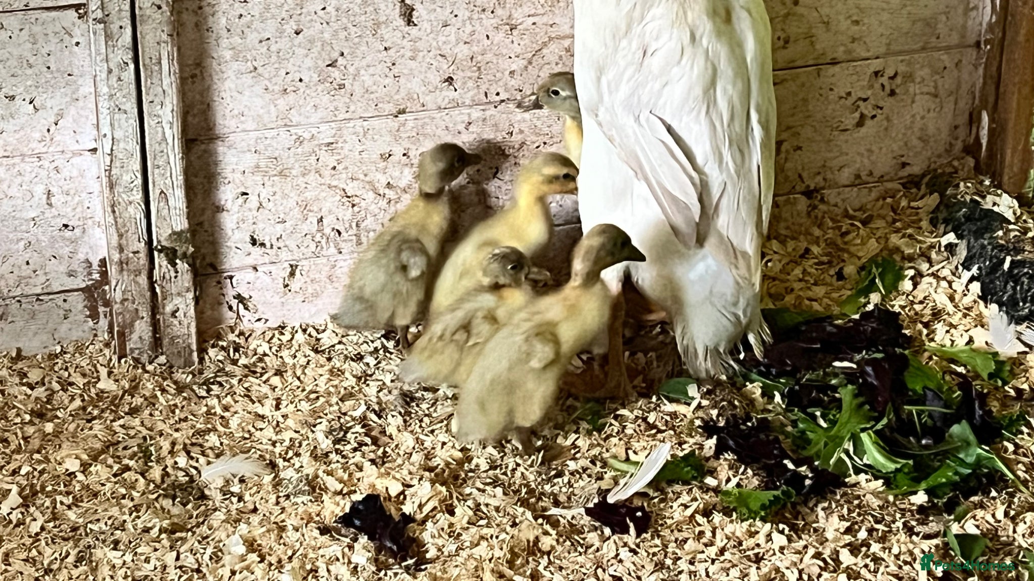 Ducks poultry Indian runner ducklings  - Advert 12