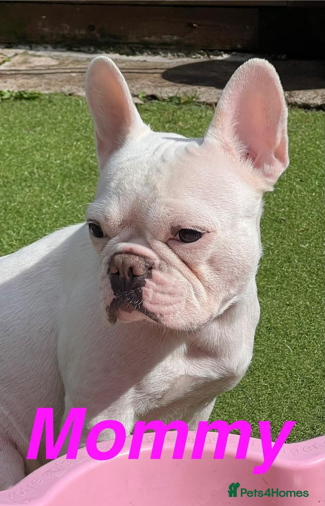French Bulldog dogs for sale: Adorable Frenchie Puppies Seeking Forever Homes - Image 24