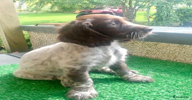 Cocker Spaniel dogs - Advert 14