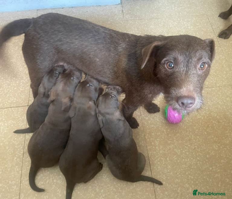 Patterdale Terrier dogs for sale: Strong, healthy, chunky Patterdale Puppies in Sunderland - Advert 1