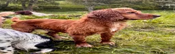 Cocker Spaniel dogs for stud: Working cocker stud - Advert 3