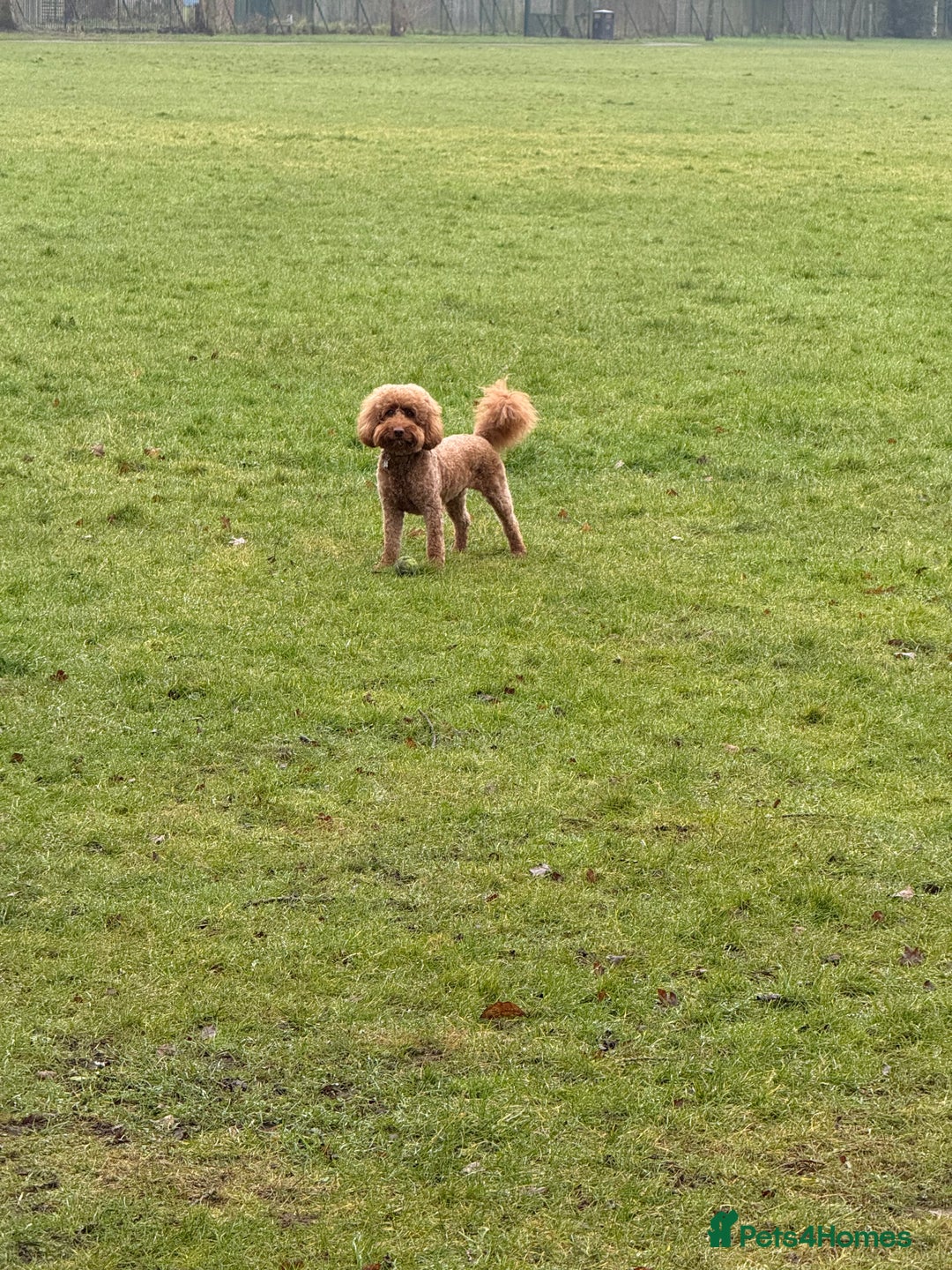 Labradoodle dogs for sale: Adorable Petite Labradoodle puppies incoming! - Advert 10