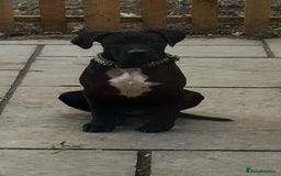 Cane Corso dogs for sale: 4-Month-Old Female Cane Corso Puppy for Sale - Image 1