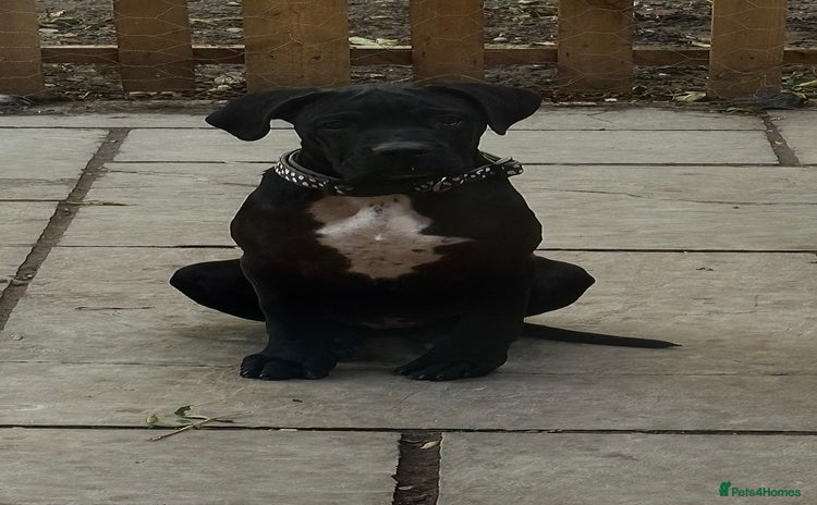 Cane Corso dogs - Advert 1