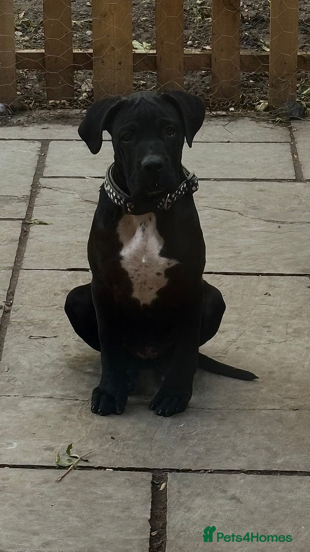 Cane Corso dogs for sale: 4-Month-Old Female Cane Corso Puppy for Sale - Image 1