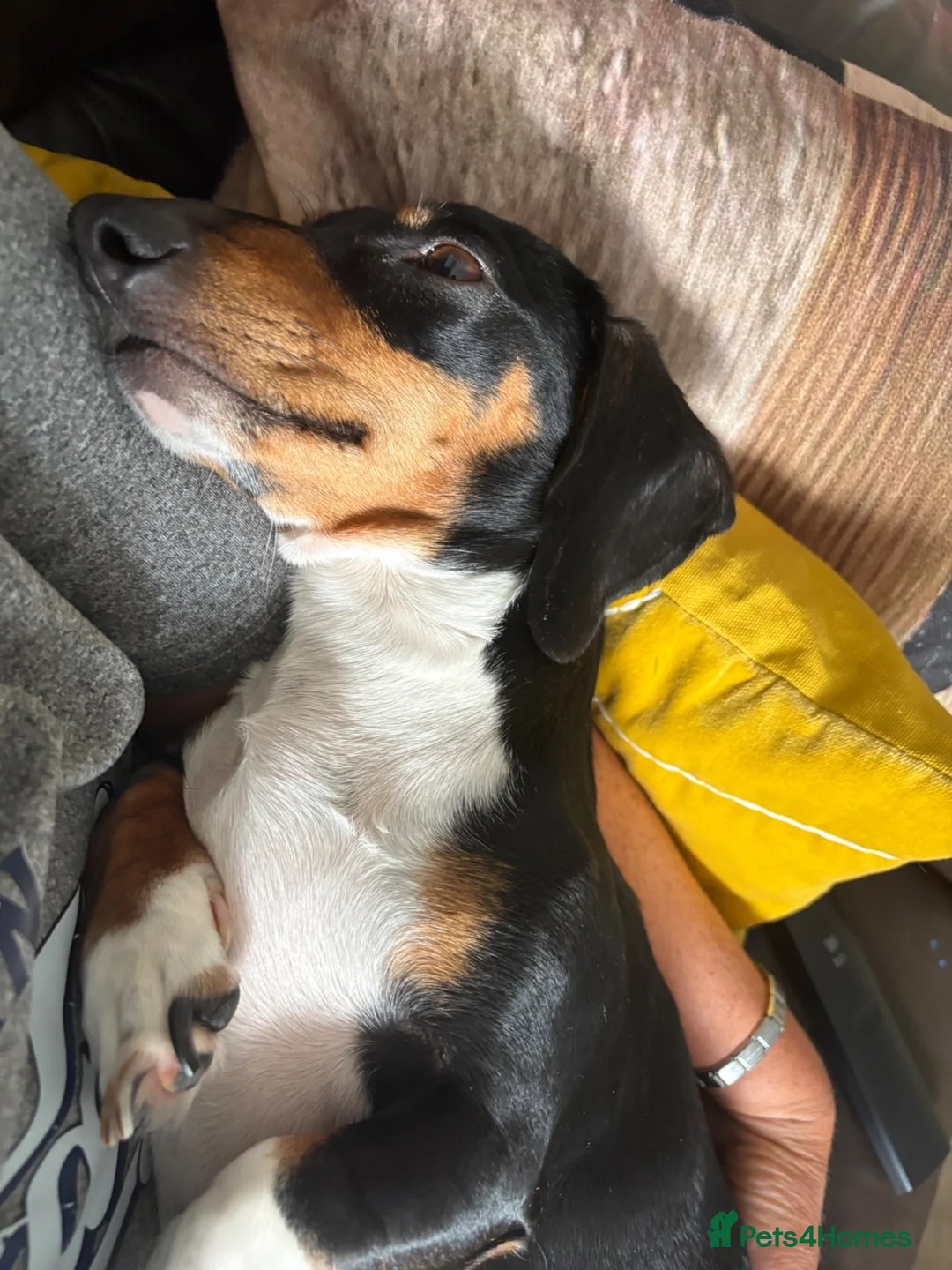 Miniature Dachshund dogs for sale: 2 week old  - Advert 6