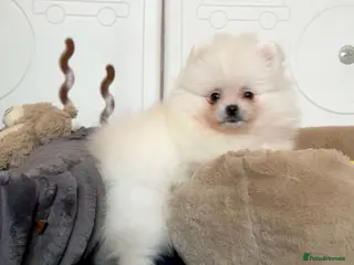 Pomeranian dogs Teddy Face Poms Puppies European Champion Lines - Advert 15