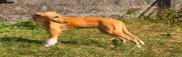 Lurcher dogs for sale: Quality Lurcher pups  - Advert 4