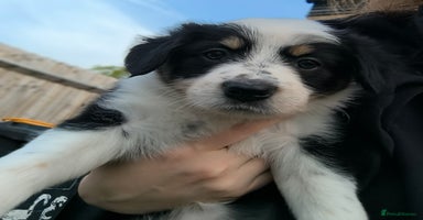 Border Collie dogs - Advert 4