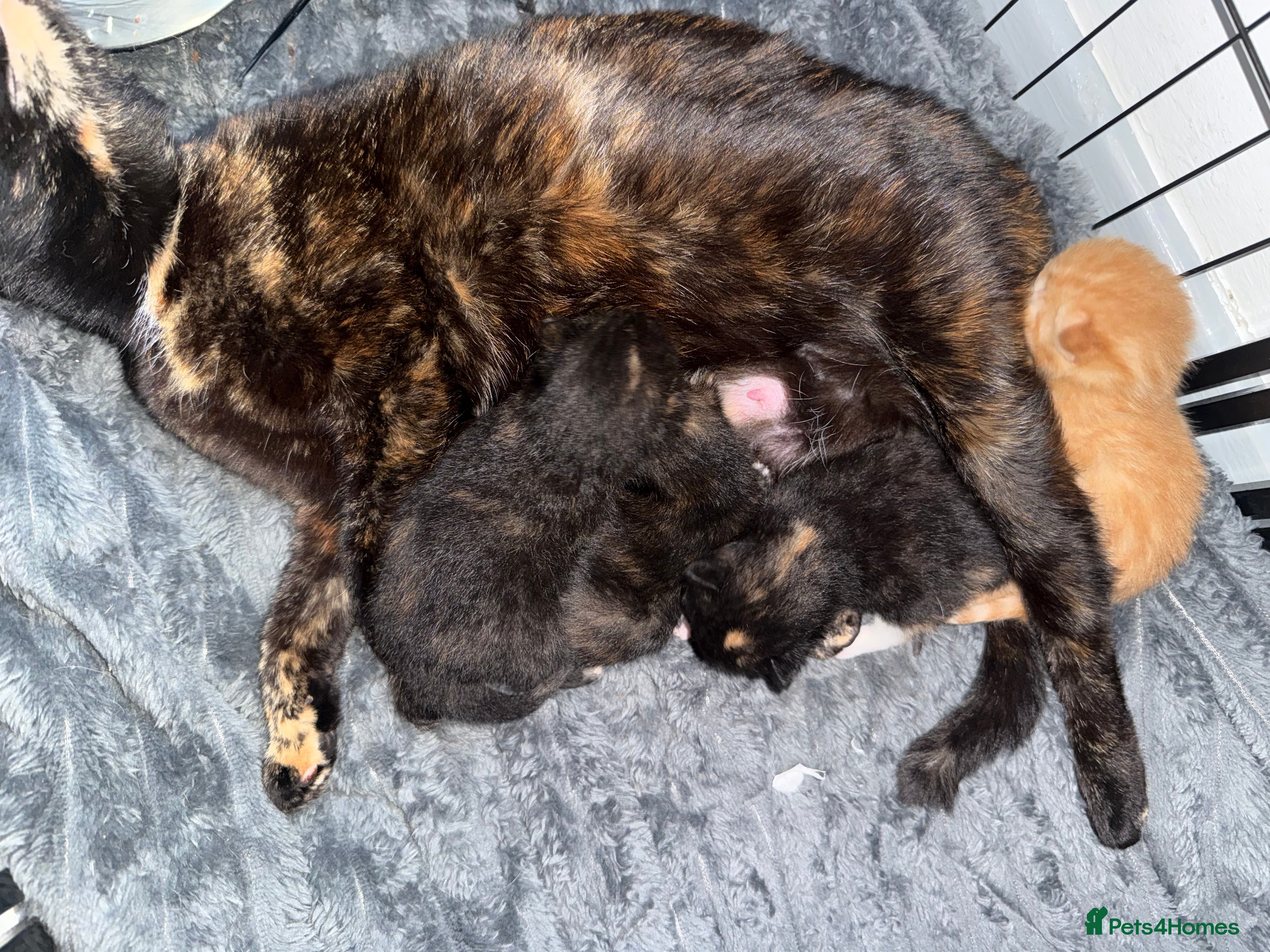 American Shorthair cats Adorable Kittens for Sale  - Advert 15