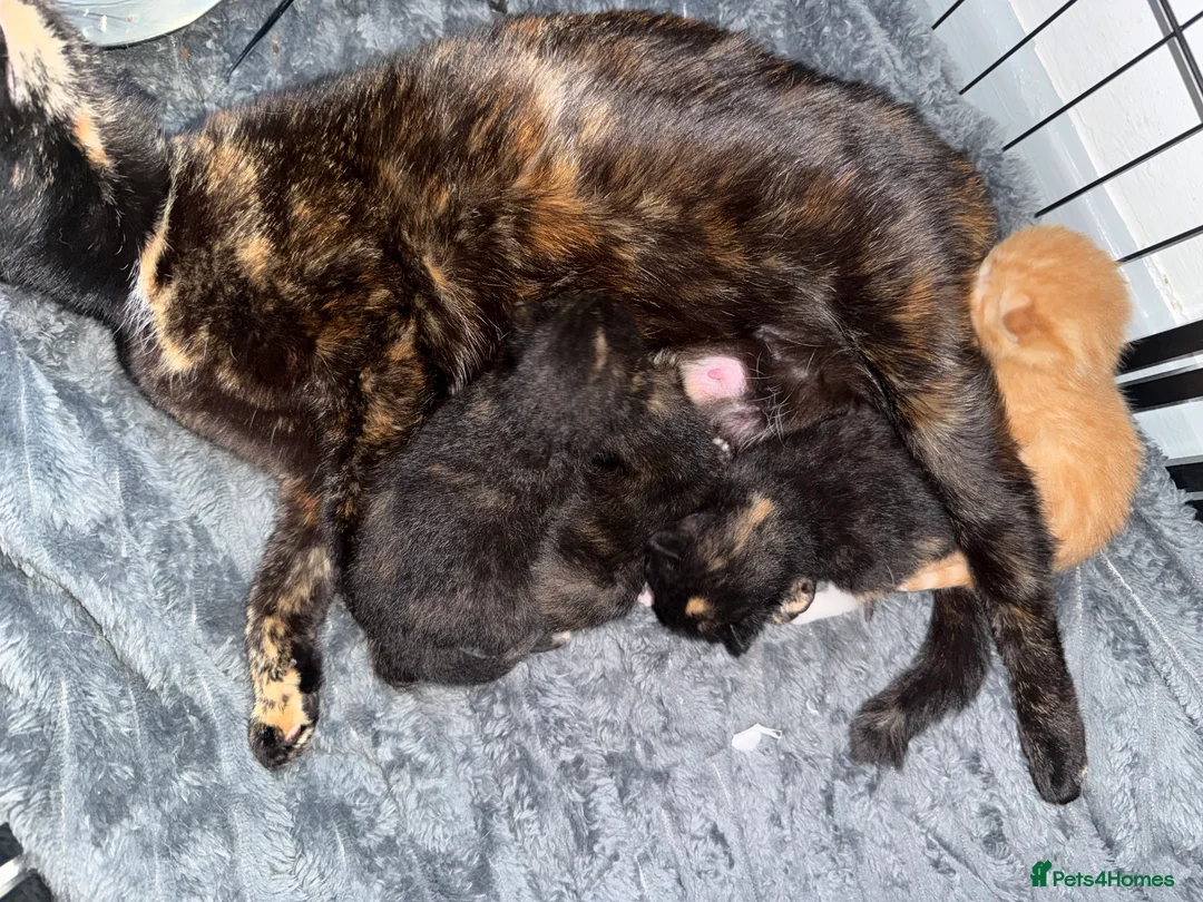 American Shorthair cats for sale: Adorable Kittens for Sale  - Advert 1