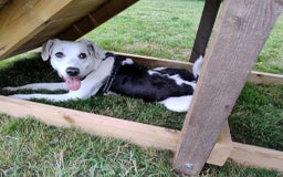 Mixed Breed dogs for adoption: 11 Month Old George is looking for a new home - Image 10