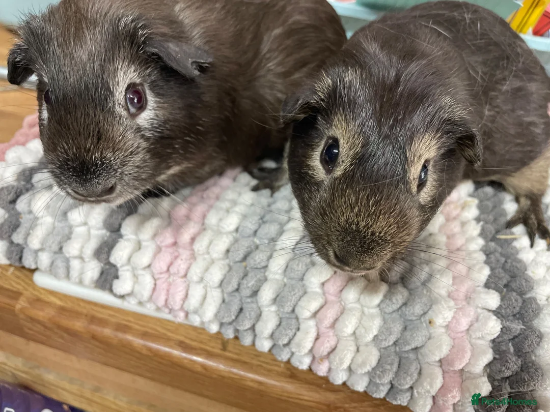 Guinea Pig rodents for sale: Pair of Beautiful Boys - Advert 1