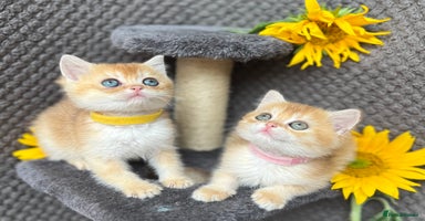 British Shorthair cats - Advert 10