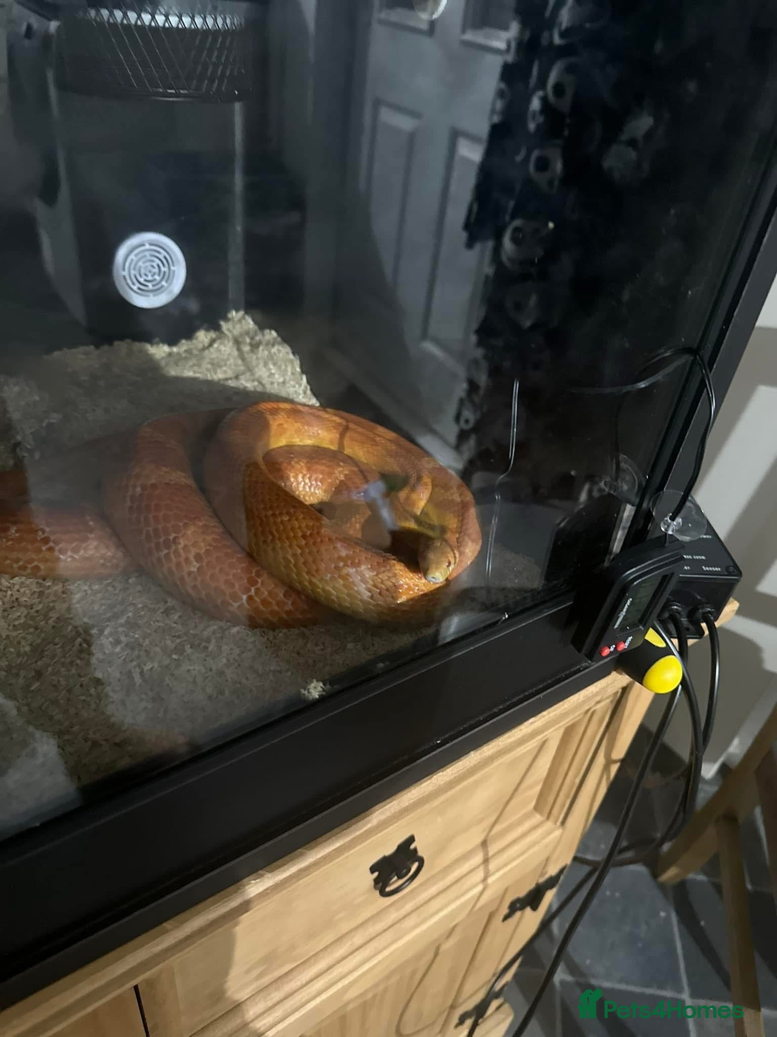 Corn Snake reptiles Corn snake - Advert 6
