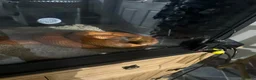 Corn Snake reptiles for sale: Corn snake in Erith - Advert 1