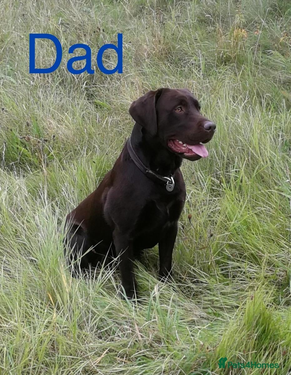 Labrador Retriever dogs Chocolate Labrador Puppies - Advert 2