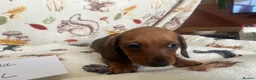 Dachshund dogs for sale: Dachshund-Miniature Smooth  - Advert 7