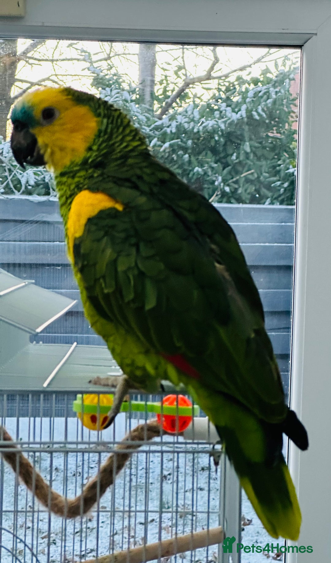 Parrots birds for sale: Blue-Fronted Amazon parrot - Advert 8