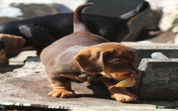 Dachshund dogs for sale: Stunning wired hair mini daxis  - Image 3