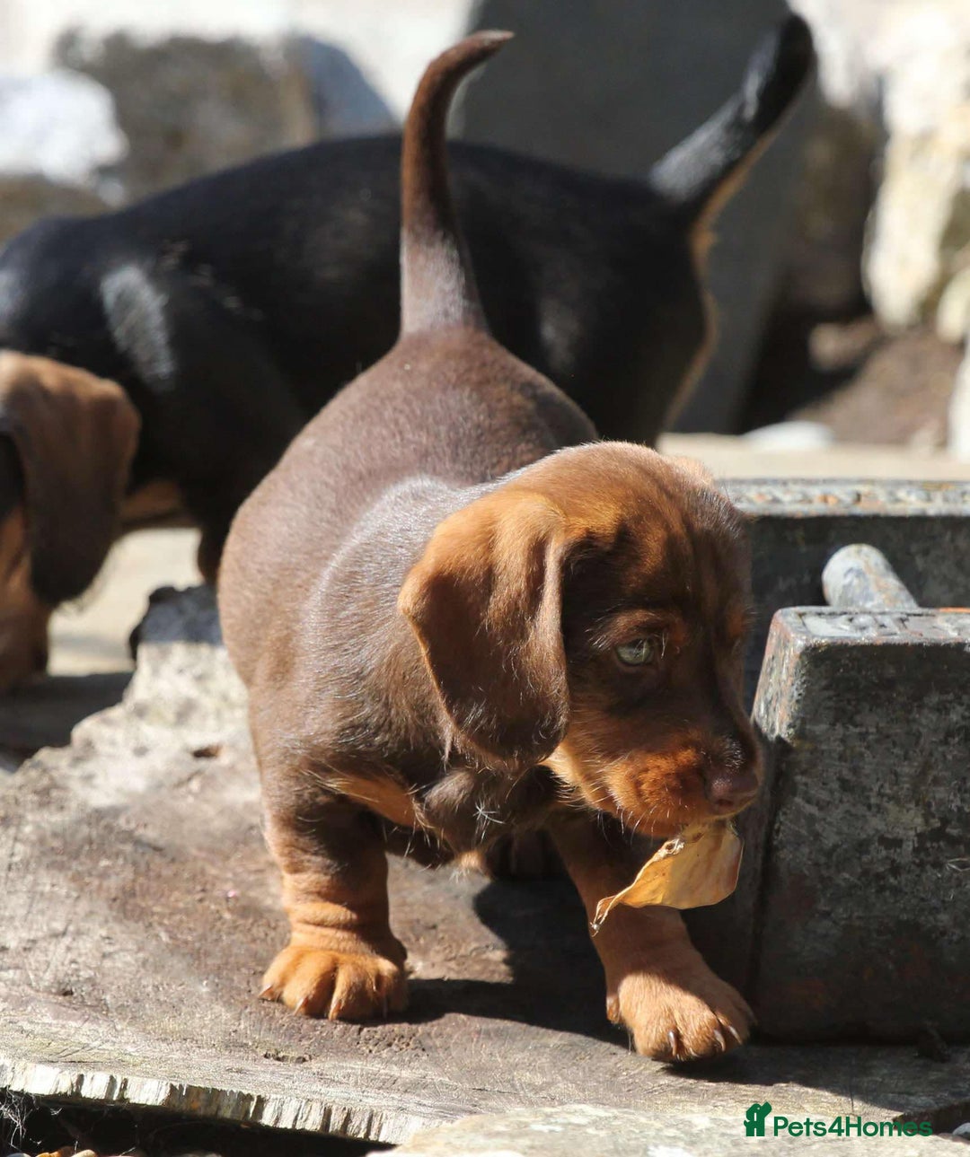 Dachshund dogs for sale: Stunning wired hair mini daxis  - Image 3