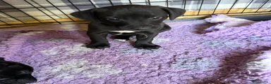 Mixed Breed 4