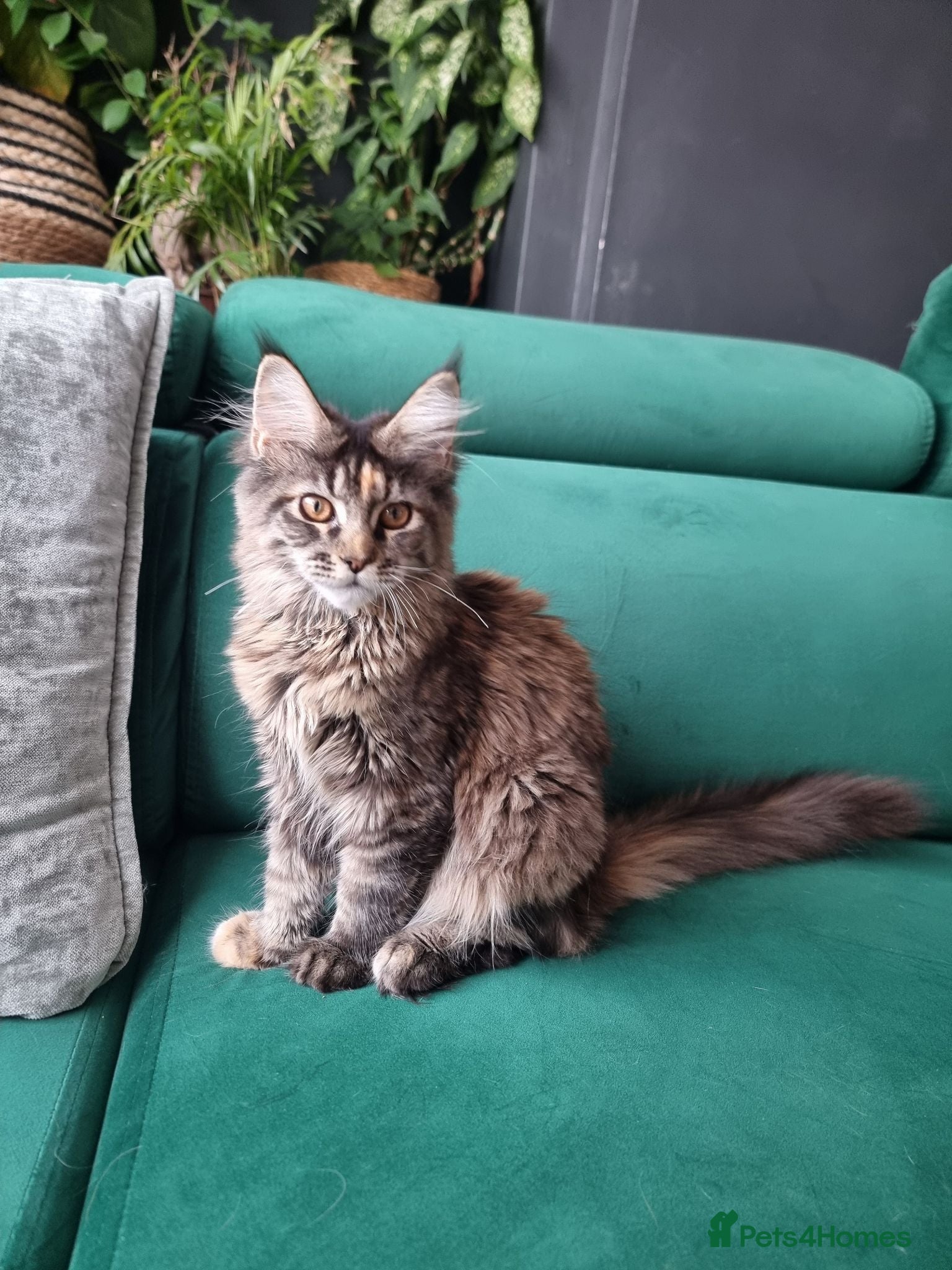 Maine Coon cats LAST TICA reg. female  - Advert 2