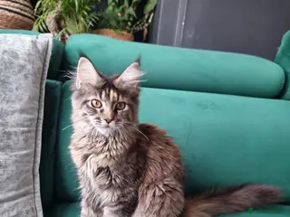 Maine Coon cats LAST TICA reg. female - Advert 7