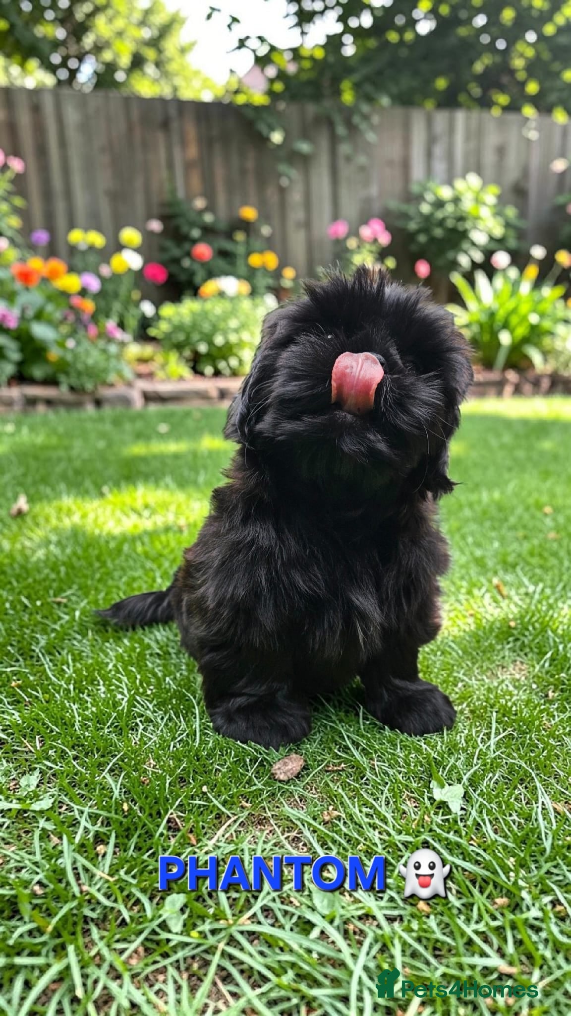 Shih Tzu dogs STUNNING PURE STANDARD SHIH TZU  - Advert 4