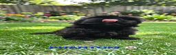 Shih Tzu dogs for sale: RARE BLACK STANDARD SHIH TZU WITH BLUE  SKIN - Advert 20
